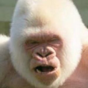 Meet your Posher, Pablo